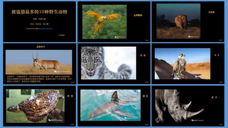 776 被盗猎最多的10种野生动物.jpg