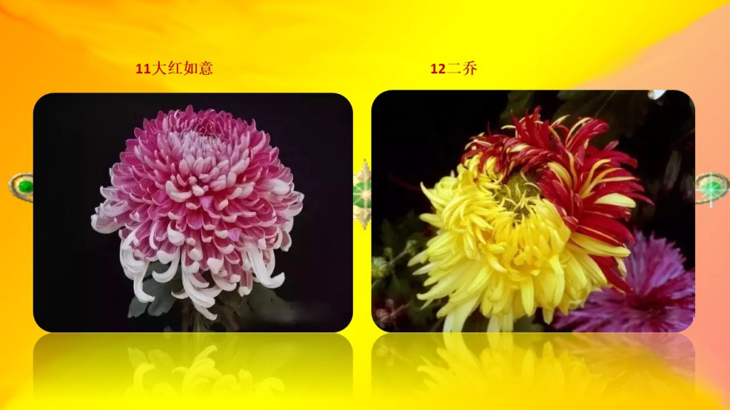 世界最美菊花80朵珍贵集齐.jpg截图2.jpg