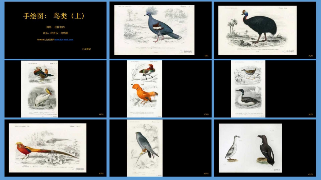 1637 手绘图： 鸟类（上）.jpg