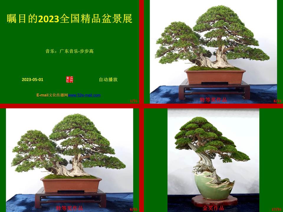 瞩目的2023全国精品盆景展-截图.jpg