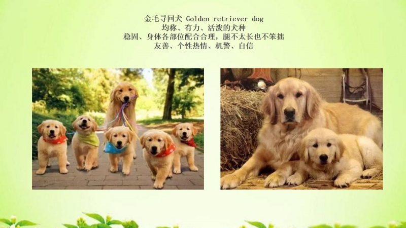 狗年到  请欣赏全世界之犬截图2.jpg