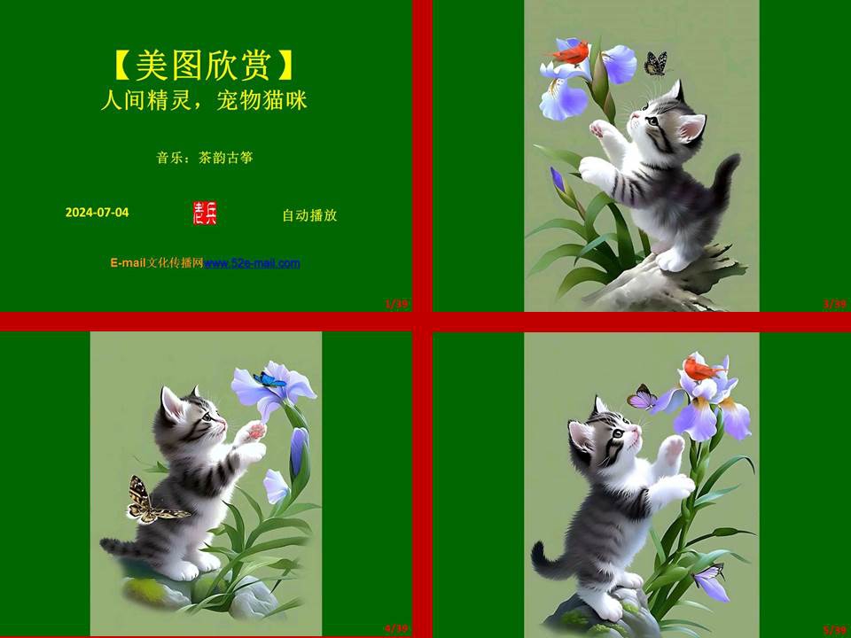 【美图欣赏】人间精灵，宠物猫咪 -截图.jpg